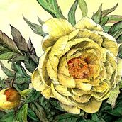 Peonies. Een project van Aquarelschilderen,  Botanische illustratie,  Illustratie met inkt y  Tekening van Beate Kausch - 28.12.2020