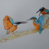 three kingfishers. Un proyecto de Pintura a la acuarela de Marc Barends - 28.12.2020