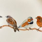 My project in Artistic Watercolor Techniques for Illustrating Birds course . % salliebin tarafından hazırlanan Sulubo, Ve a Resim projesi - 12.28.2020