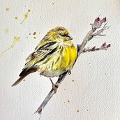 My project in Artistic Watercolor Techniques for Illustrating Birds course . % leslie_panfil tarafından hazırlanan Tablo, Sulubo, Ve a Resim projesi - 12.29.2020