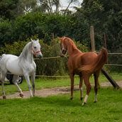 Mis Caballos. Photograph, and Digital Photograph project by Alejandro Exposito - 01.10.2021