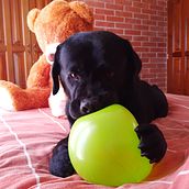 Mi Proyecto del curso: Disfrutando con Dogo. Projekt z dziedziny Fotografia użytkownika Delia Urrutia Ruiz - 30.12.2020
