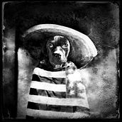 Pandemic Pets and Found Photographs . Un proyecto de Collage y Fotomontaje de Deb Hickey - 30.12.2020