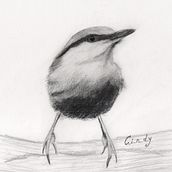 My nuthatch (Artistic Watercolor Techniques for Illustrating Birds course). Watercolor Painting project by Cindy Motmans - 12.30.2020