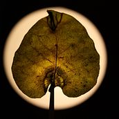 Hojas prensadas y luz. Un progetto di Illustrazione botanica di Karina Aránguiz Aros - 31.12.2020