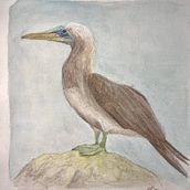 Mi Proyecto del curso: Ilustración naturalista de aves con acuarela. Drawing project by Martin Axel Melendez Bolaños - 01.01.2021