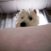 My project in Lifestyle Dog Photography course. Photograph project by tailyn - 01.02.2021
