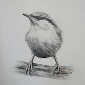 Bird Pencil Drawing with Tones. Watercolor Painting project by Kim Bachar - 01.02.2021