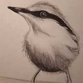 My project in Artistic Watercolor Techniques for Illustrating Birds course - Tonal Bird practice . % dawnsusanskinner tarafından hazırlanan Sulubo, Ve a Resim projesi - 01.02.2021