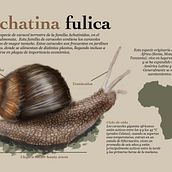 Mi Proyecto del curso: Ilustración naturalista de animales con Procreate. Naturalistic Illustration project by Paula Alejandra López Gutiérrez - 01.03.2021