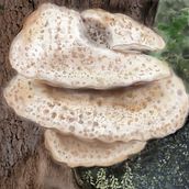 Bracket Fungi Illustration. Botanical Illustration project by Debbie Gray Smith - 01.01.2021