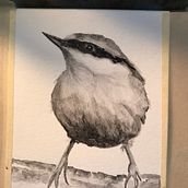 My project in Artistic Watercolor Techniques for Illustrating Birds course. Watercolor Painting project by nhdallison - 01.04.2021