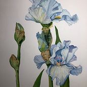 Iris - watercolor . Un proyecto de Pintura a la acuarela de Dawn - 04.01.2021