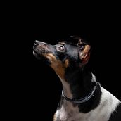 Amor de cuatro patas. Un proyecto de Fotografía de Alba Mª Rodríguez Martínez - 05.01.2021