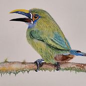 Mi Proyecto del curso: Ilustración naturalista de aves con acuarela. Naturalistic Illustration project by Carlos Roberto Sánchez Granados - 01.06.2021