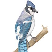 My project in Naturalist Bird Illustration with Watercolors course. Watercolor Painting project by ildeliza - 01.20.2021