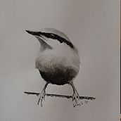 My project in Artistic Watercolor Techniques for Illustrating Birds course. Watercolor Painting project by Graham Stegemann - 01.20.2021