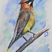 Cedar Waxwing. Watercolor Painting project by elspeth_jaybird - 01.11.2021
