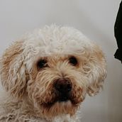 Lola. Un projet de Photographie lifest , et le de Raúl - 11.01.2021