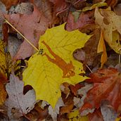 The Fall. Narrative, and Photograph project by Robert Eichinger - 01.12.2021