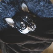 Gizmo - the Great. Photograph project by José Nene Alcauce - 01.14.2021