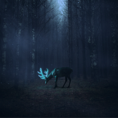 Dark Wood's. Un progetto di Creatività di Pedro Vilela - 12.01.2021