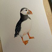 Naturalist Bird Illustration puffin A5. Un proyecto de Pintura a la acuarela de ellied241 - 14.01.2021