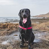 Las Aventuras de Layla. Un projet de Photographie lifest , et le de Eduardo Gonzalez - 26.01.2021