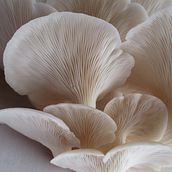 Creación de un Web Profesional sobre hongos Pleurotus (setas), beneficios del consumo, enseñarlos a como cultivarlos en casa.. Een project van e-commerce van HECTOR JULIO GARCIA FLORES - 16.01.2021