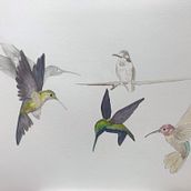 My project in Artistic Watercolor Techniques for Illustrating Birds course. Watercolor Painting project by Janet Miller - 01.18.2021