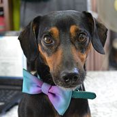 Rocky . % Andrea Philp Salgado tarafından hazırlanan Güzel Sanatlar Fotoğrafçılığı projesi - 01.17.2021
