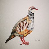 Mi Proyecto del curso: Ilustración naturalista de aves con acuarela. Artes plásticas projeto de Anna Martí Ollé - 17.01.2021