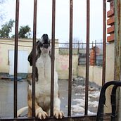 Scooby. Photograph project by Ana Lidia Paino - 01.18.2021