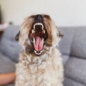 Mi Proyecto del curso: Chewie the mix dog @chewiethemixdog. Instagram Photograph project by Katherine Quiñones Cardenas - 01.18.2021