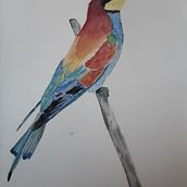 Mi Proyecto del curso: Ilustración naturalista de aves con acuarela. Projekt z dziedziny Sketching użytkownika Marta Moreno - 18.01.2021