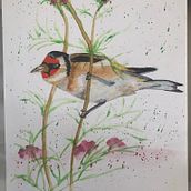 My project in Artistic Watercolor Techniques for Illustrating Birds course. Watercolor Painting project by paula_695438 - 01.18.2021