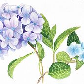 My project in Botanical Illustration with Watercolors course. Watercolor Painting project by lenka_csandova - 01.18.2021