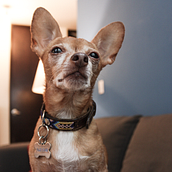 Mi Proyecto del curso: Fotografía lifestyle de perros "Mi patita huele a cheeto". Photograph, Interior Photograph, Lifest, and le Photograph project by Andrea Gil Méndez - 01.19.2021
