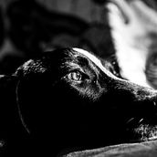 Mi Proyecto del curso: Introducción a la fotografía de perros. Photograph project by Juan Tilve - 01.20.2021