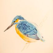 Oiseau des rivières . Een project van Aquarelschilderen van Rebecca Bedout - 15.04.2021