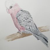 My project in Naturalist Bird Illustration with Watercolors course. Watercolor Painting project by Anita Mulder - 01.22.2021