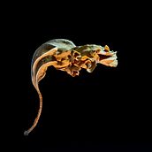 Bailarinas. Fotografia artística projeto de Ulla Czekus - 22.01.2021