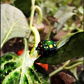 Insectos de Mi Huerta. Photograph project by jacke51_76 - 01.22.2021