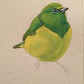 My project in Artistic Watercolor Techniques for Illustrating Birds course. Watercolor Painting project by 9fr8nratm7 - 01.24.2021