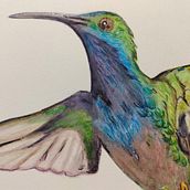 Mi Proyecto del curso: Ilustración naturalista de aves con acuarela: Colibrí. Traditional illustration, and Naturalistic Illustration project by Ezequiel Vizcaino - 01.22.2021