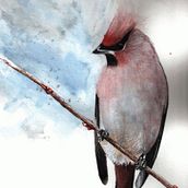 Waxwing. Watercolor Painting project by Dorota Martyńska - 01.25.2021