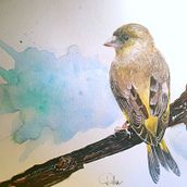 Greenfinch. Watercolor Painting project by Dorota Martyńska - 01.25.2021