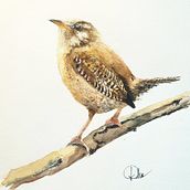 Wren. Watercolor Painting project by Dorota Martyńska - 01.25.2021