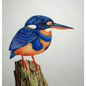 Indigo-banded Kingfisher. 2D Animation project by Ternel Telesforo - 01.26.2021