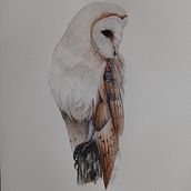 Ilustración naturalista de aves con acuarela . Fine Arts, Realistic Drawing, Naturalistic Illustration, and Watercolor Painting project by mayaleon88 - 01.26.2021